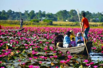 সিলেটের বন্দরবাজারে লাল শাপলার সাথে সাক্ষাৎ