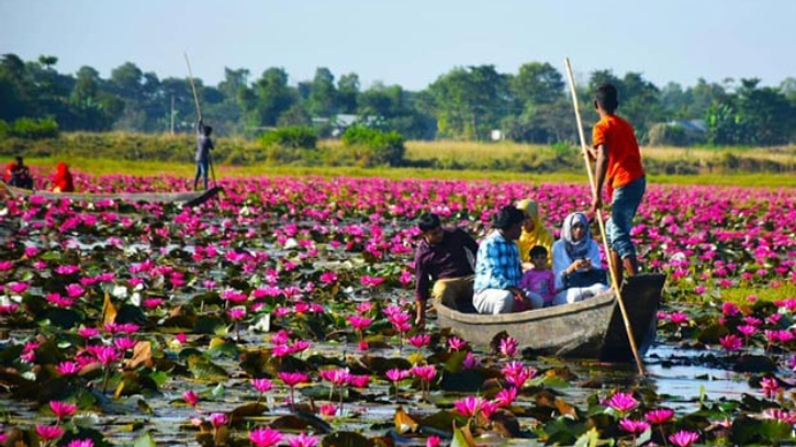 সিলেটের বন্দরবাজারে লাল শাপলার সাথে সাক্ষাৎ