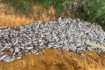 জুড়ীতে পুকুরে বিষ প্রয়োগ: ৩০-৩৫ লাখ টাকার মাছ মরে যাওয়ার অভিযোগ