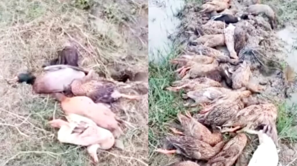 কুলাউড়ায় বিষ মেশানো ধান খেয়ে ৭০টি হাঁসের মৃত্যু, অসুস্থ দুই শতাধিক