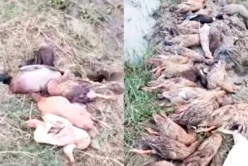 কুলাউড়ায় বিষ মেশানো ধান খেয়ে ৭০টি হাঁসের মৃত্যু, অসুস্থ দুই শতাধিক